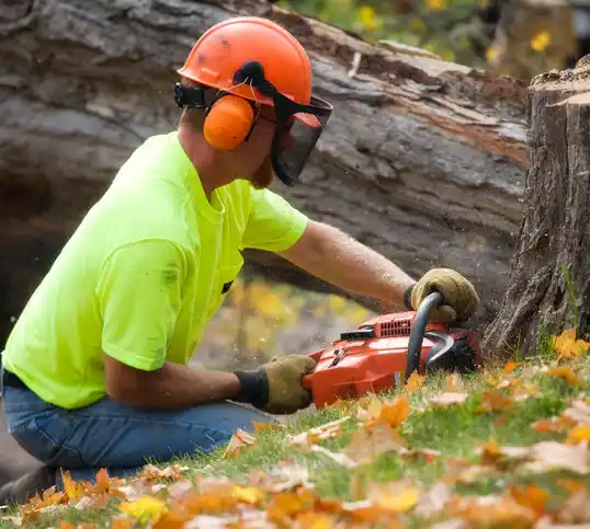 tree services Reile's Acres